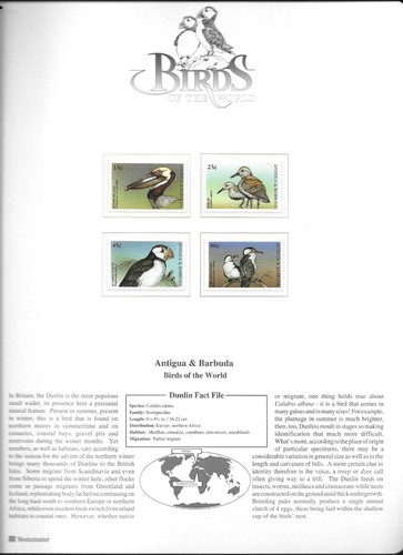 Antigua barbuda birds - &, puffin